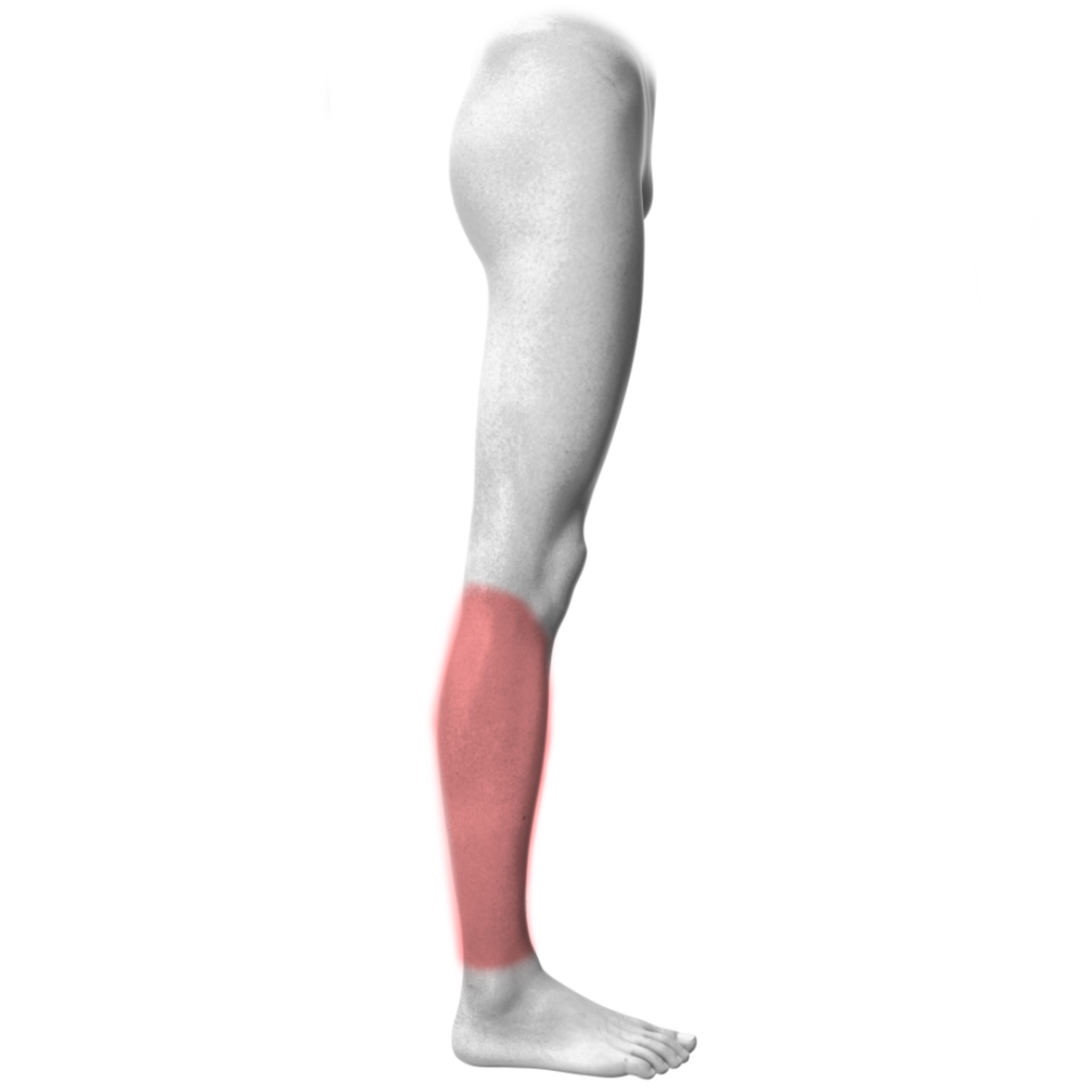 Lower Leg – Outer