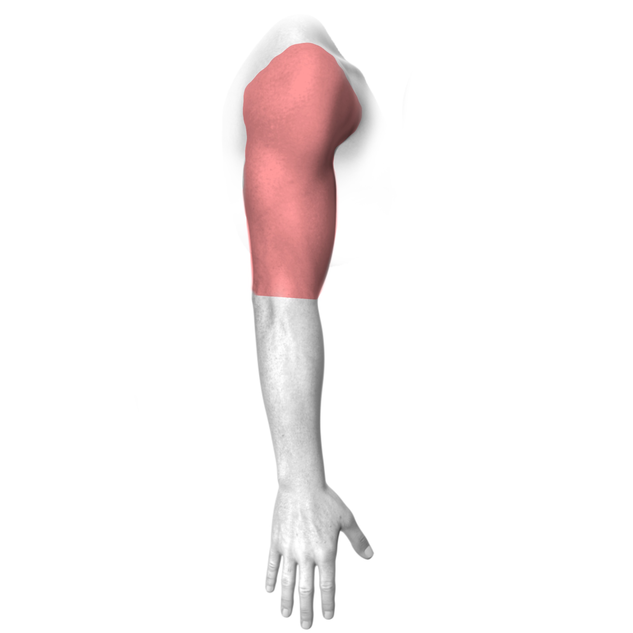 Upper Arm