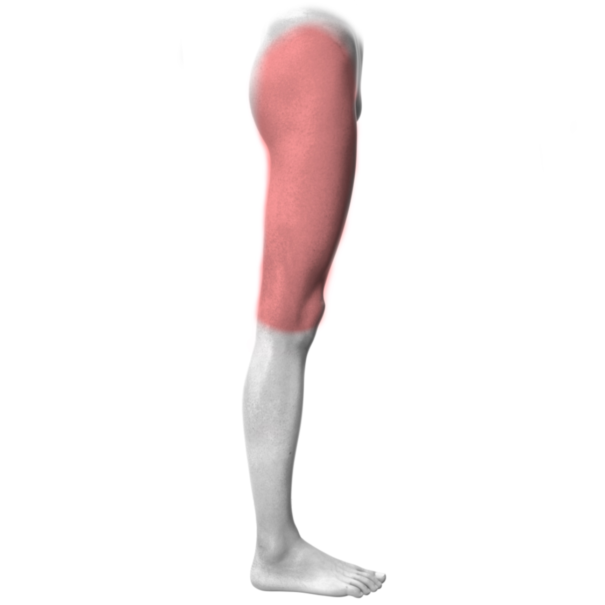 Upper Leg – Outer