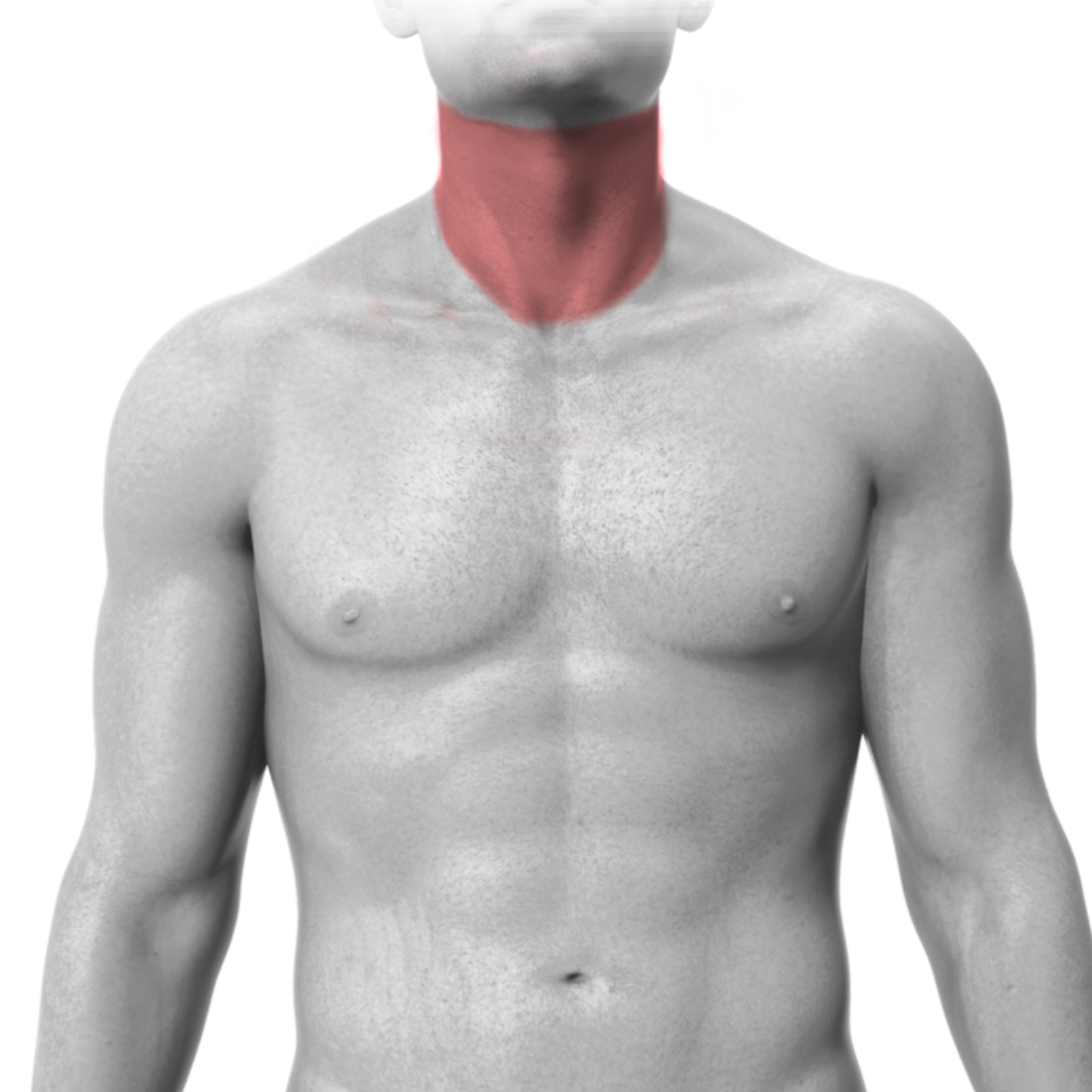 Front & Sides of Neck