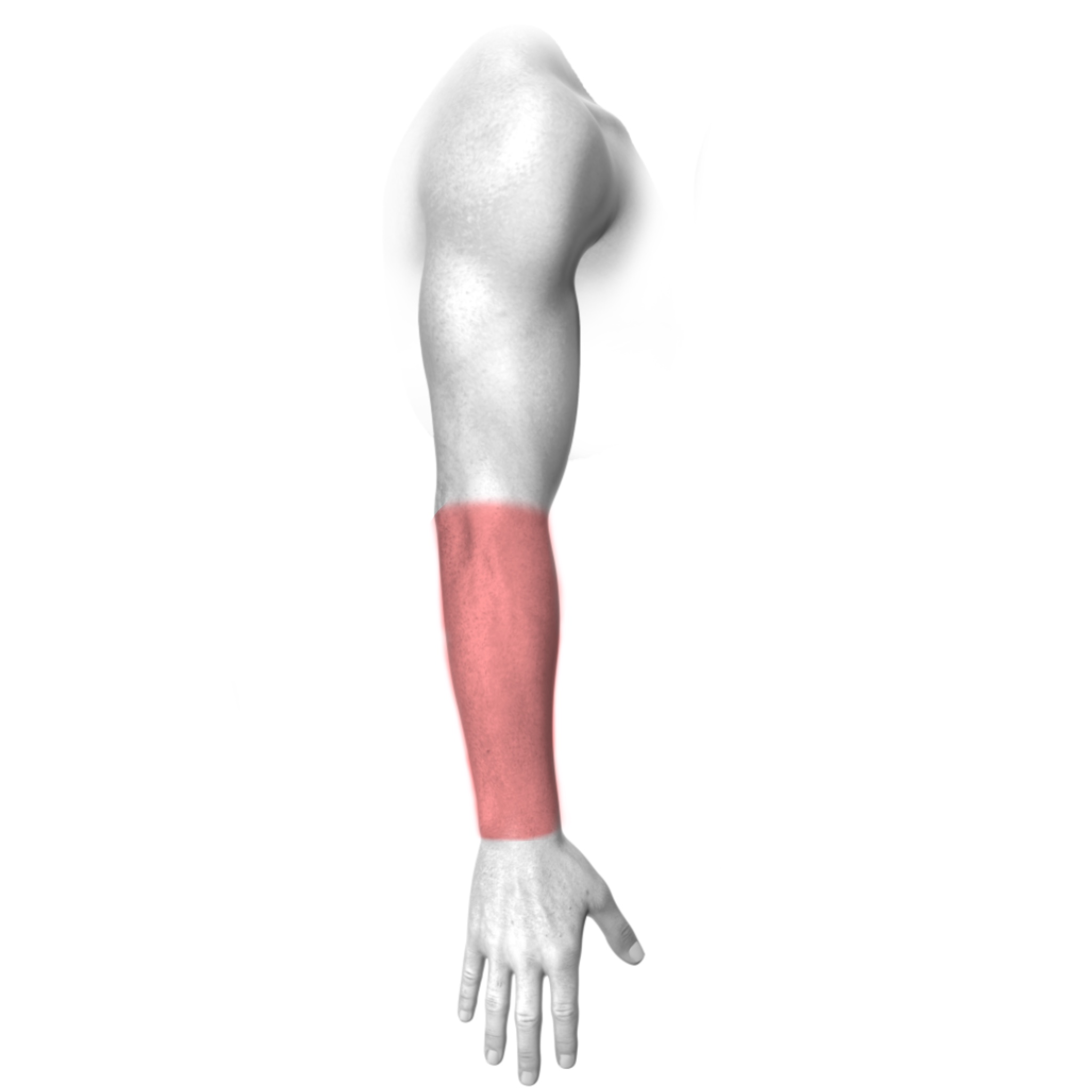 Forearm