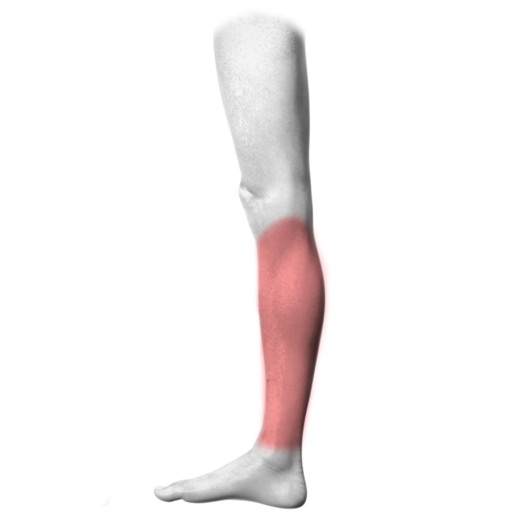 Lower Leg – Inner
