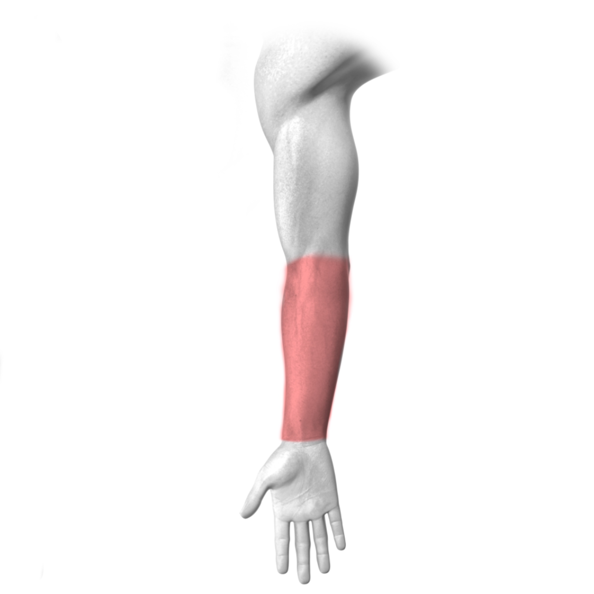 Inner Upper Arm