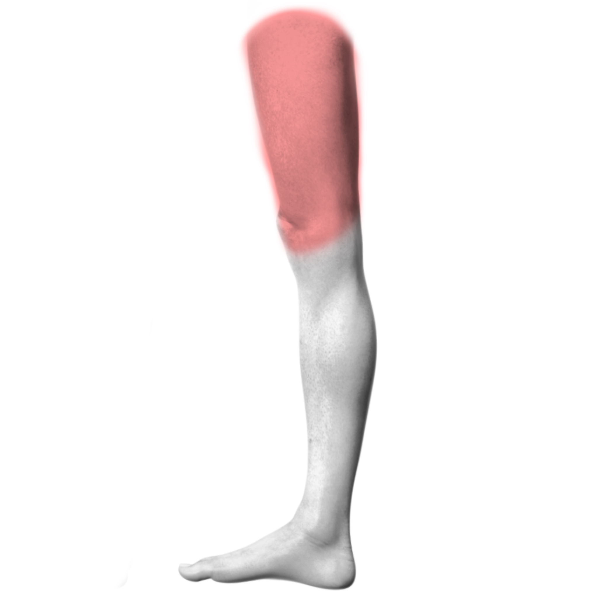 Upper Leg – Inner