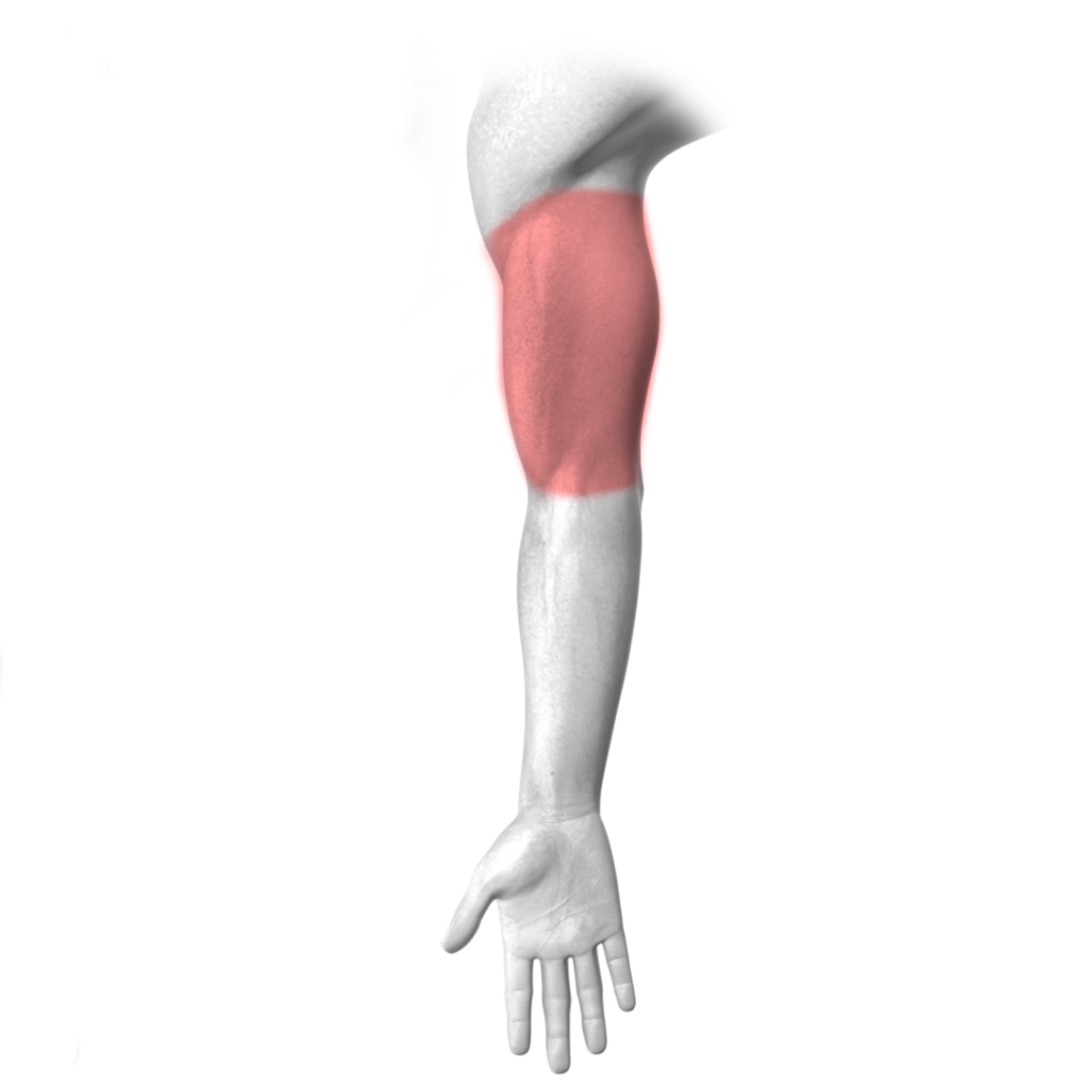 Inner Forearm