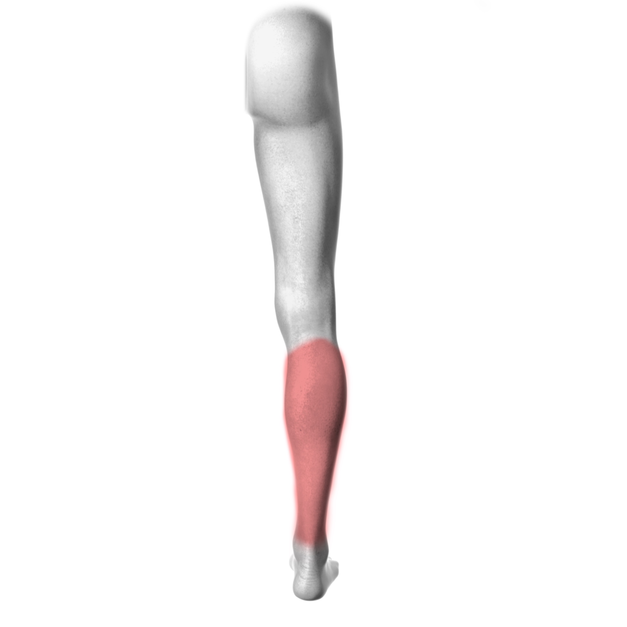 Lower Leg – Back