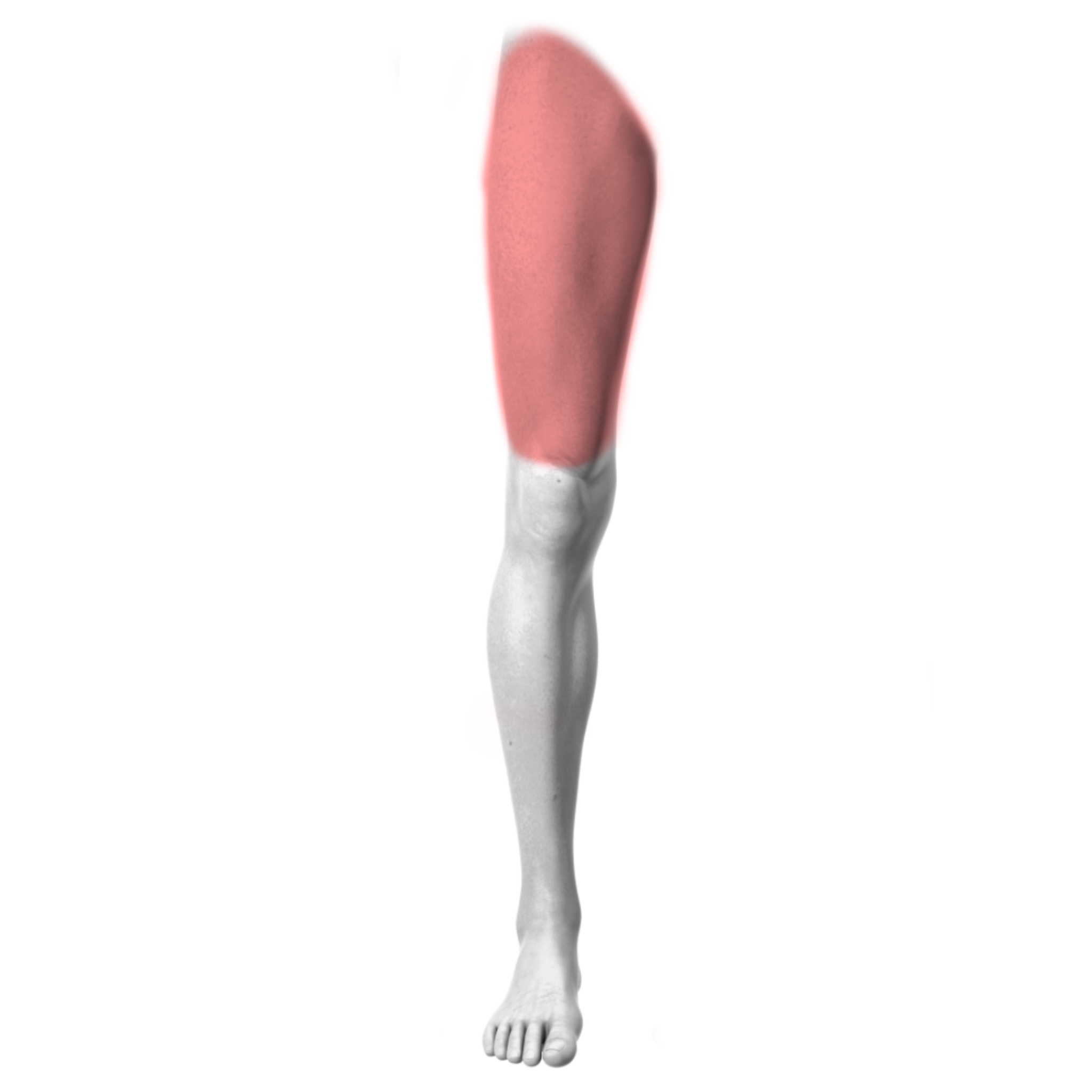 Upper Leg – Front